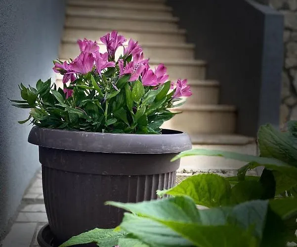 Roxy דירה לוביסטה